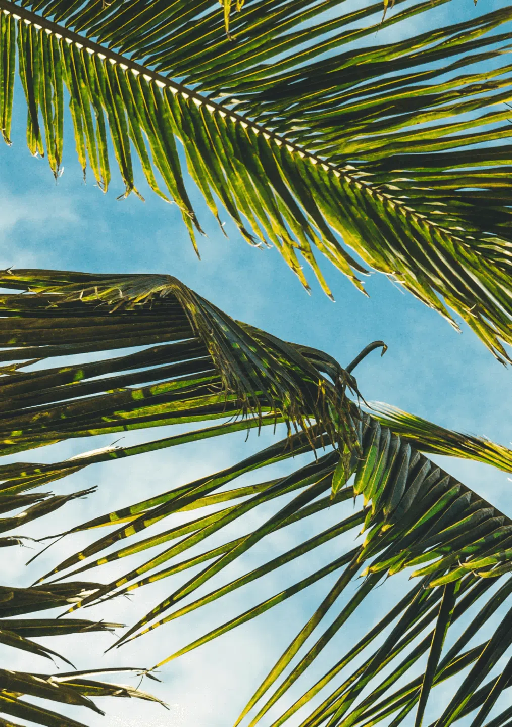 Canerock, un rhum jamaicain de caractère, rhum coconut