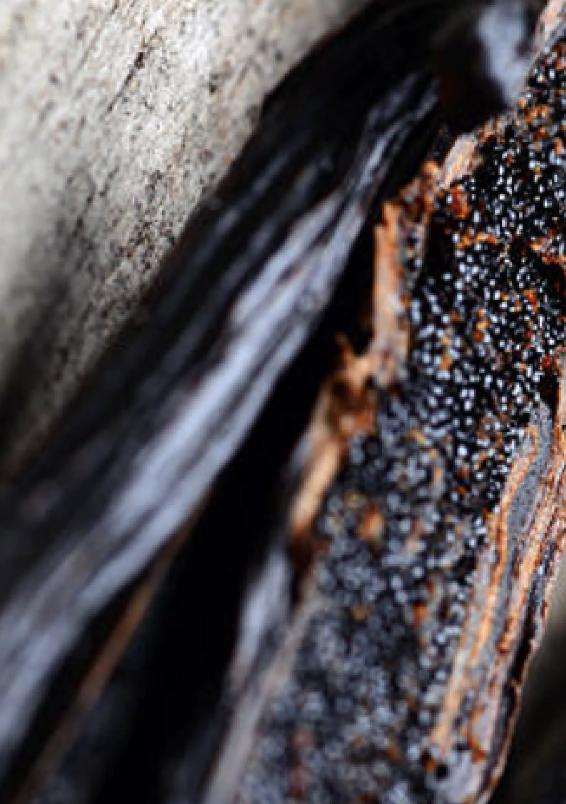 La vanille est l'un des ingrédients du rhum Canerock, les branches sont infusés naturellement.